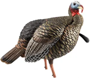 Avian-X HDR Jake Turkey Decoy | Rugged Durable Realistic Lifelike Quarter-Strut Body Standing Hunting Decoy with 2 Removable Heads, Mounting Stake & Carry Bag