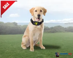 Best Cat GPS Tracker Locator Device For Pets