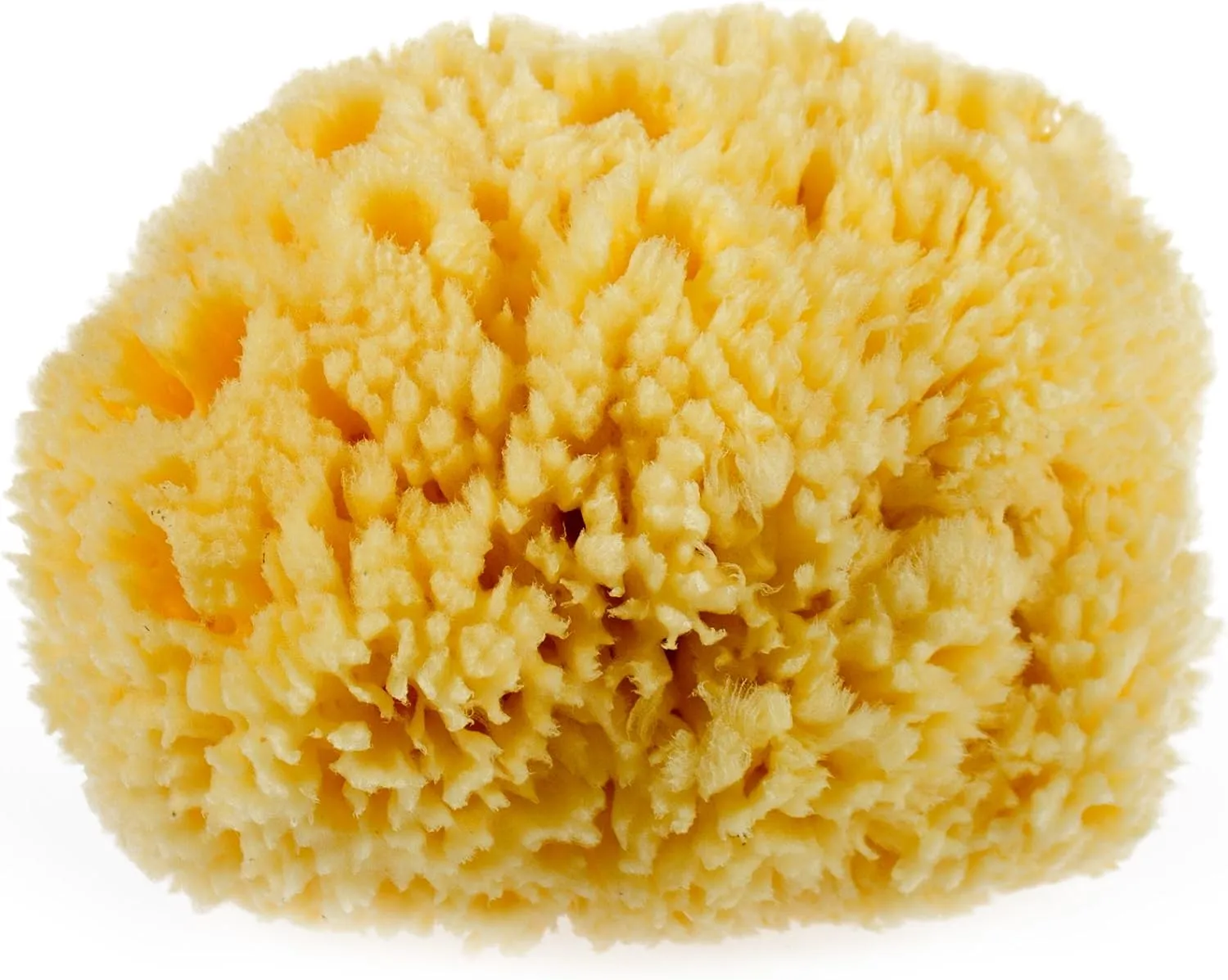 Natural Yellow Sea Wool Sponge 6 Inches. Perfect for Bath, Shower & Body Care. Super Soft & Not Skin Irritating. Baby Approved. Luxury Sponge in a Bag & Craft Box