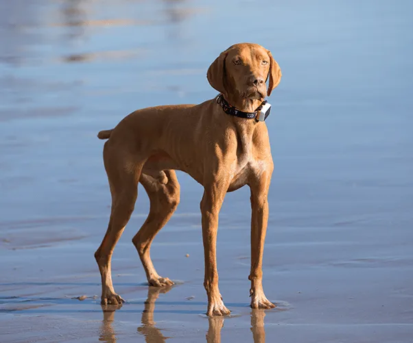 Pawfit 3 Tracker-QLD_Metro