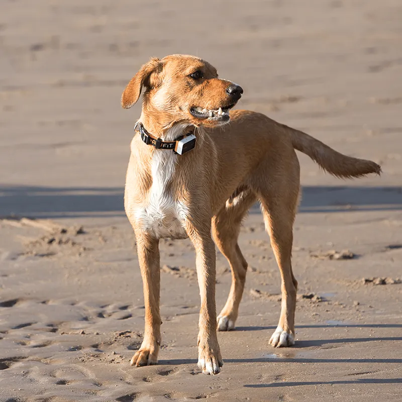 Pawfit 3 Tracker-QLD_Metro