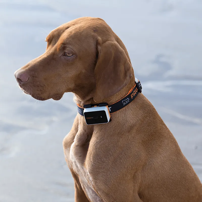 Pawfit 3 Tracker-VIC_Metro