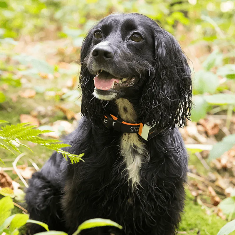 Pawfit 3 Tracker-VIC_Metro
