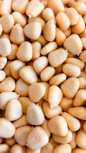 Synthetic Corn All Weather Fill Kernels for Cornhole Bags by The Pound (65 Pounds)